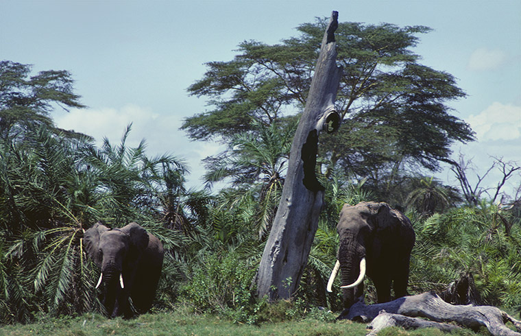 Amboseli