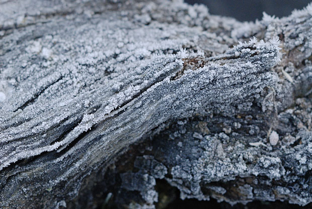 microlandscape